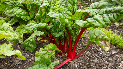 A close up of chard, with bright green leaves and vibrant pinky red stems